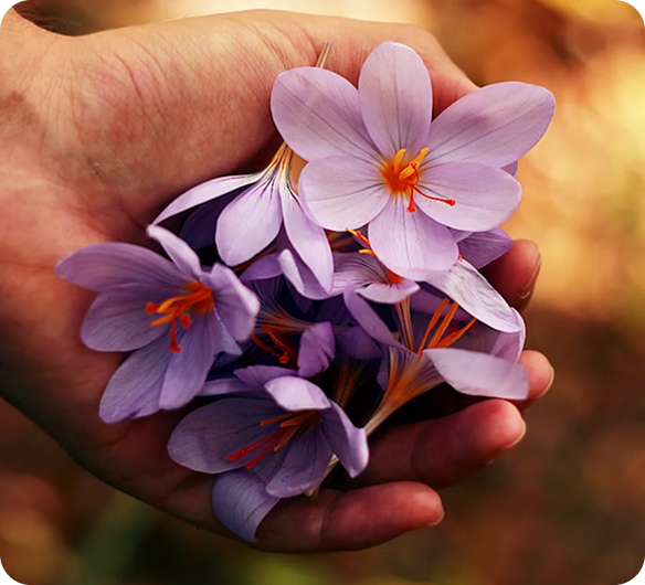 Holistic Wellness Center